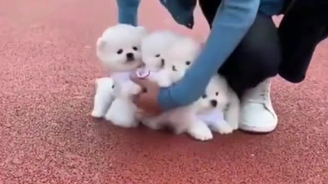 So Cute Little Puppies