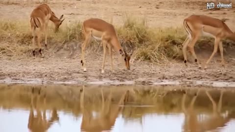 Elephant of the God, power of mother animals wildebeest protect new baby born elephant