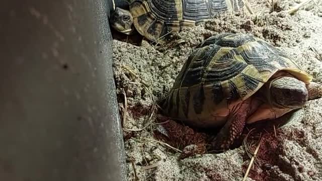 Dalmatian Herman's tortoise
