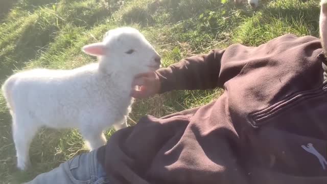 Cute Baby Lamb Needs Attention.