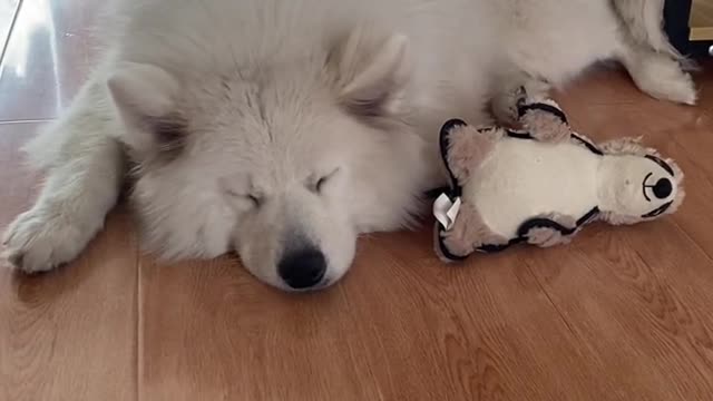 You my home is getting better and better home has a silly dog