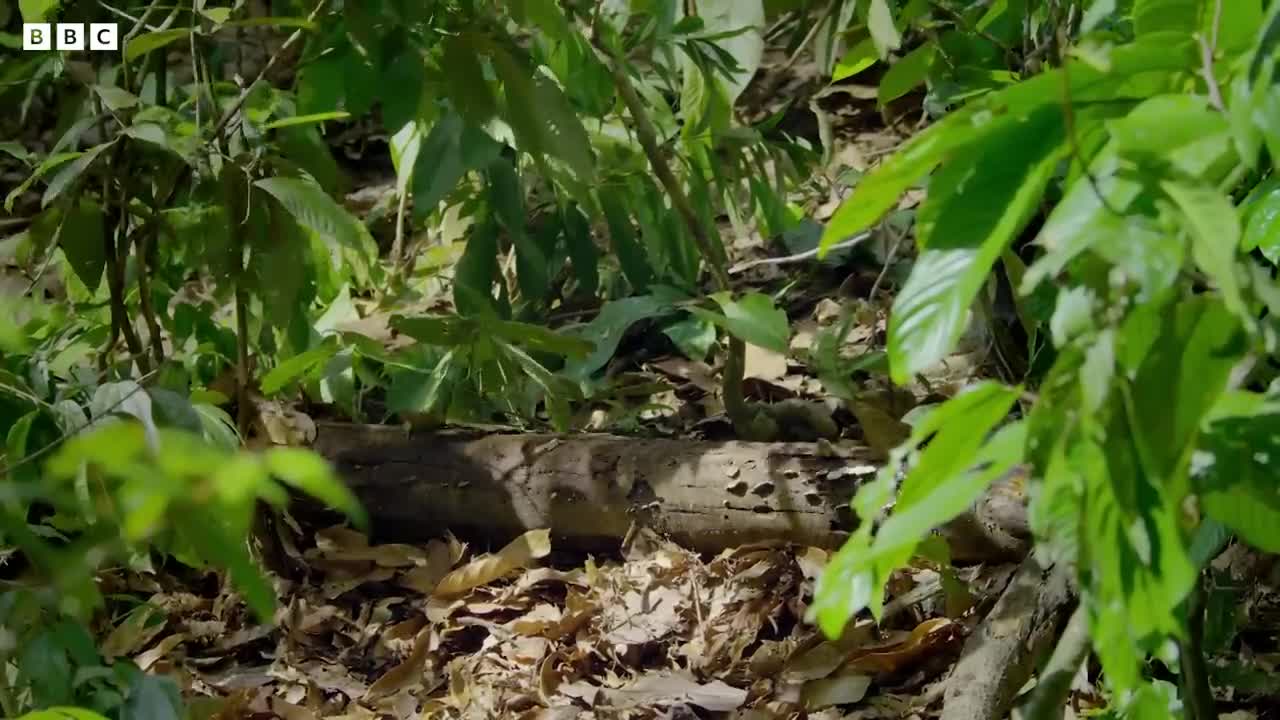 The Smallest Bear in the World | Earth's Tropical Islands | BBC Earth