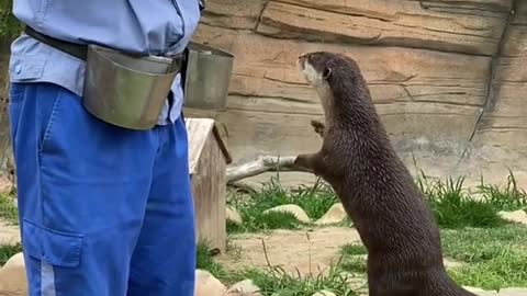 Otter daddy is called Balls