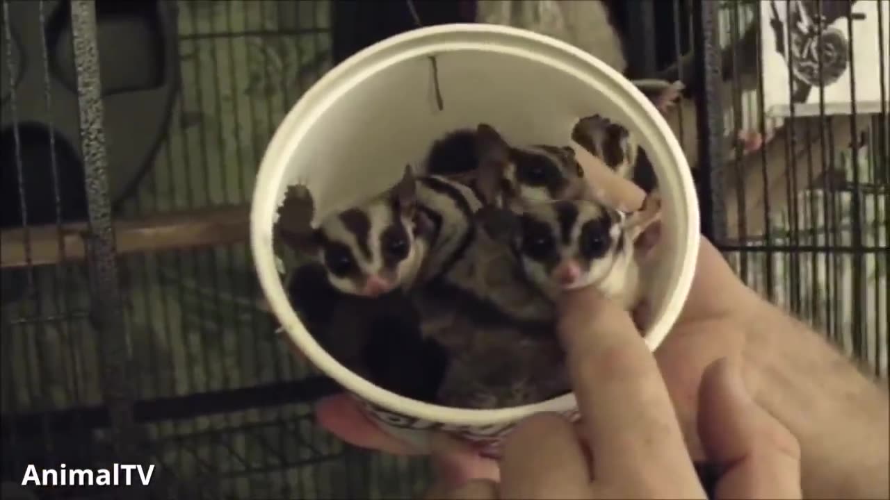 I never knew this animal existed! | Sugar Gliders Flying