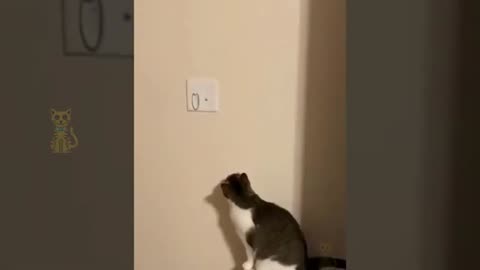 super cute cat