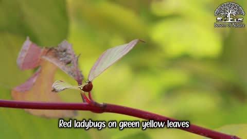 Red ladybugs on green yellow leaves