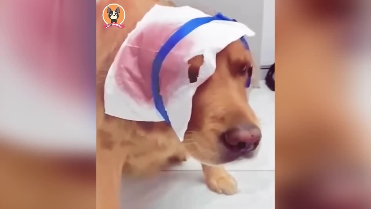 Funny Animals 2022 - Cute Dogs and Cats Doing Funny Things