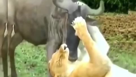 #lion