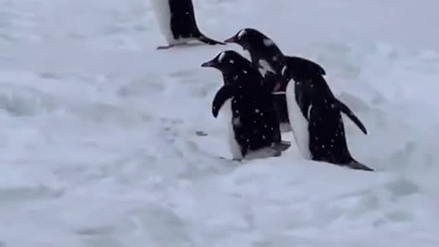 South Gentoo penguins Highway,