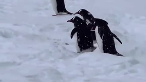 South Gentoo penguins Highway,