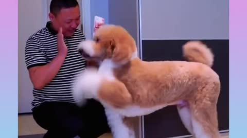 Cute and funny Dog 4