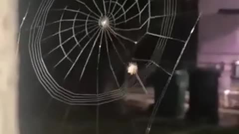 Spider's Perfection #shorts #viral #shortsvideo #video