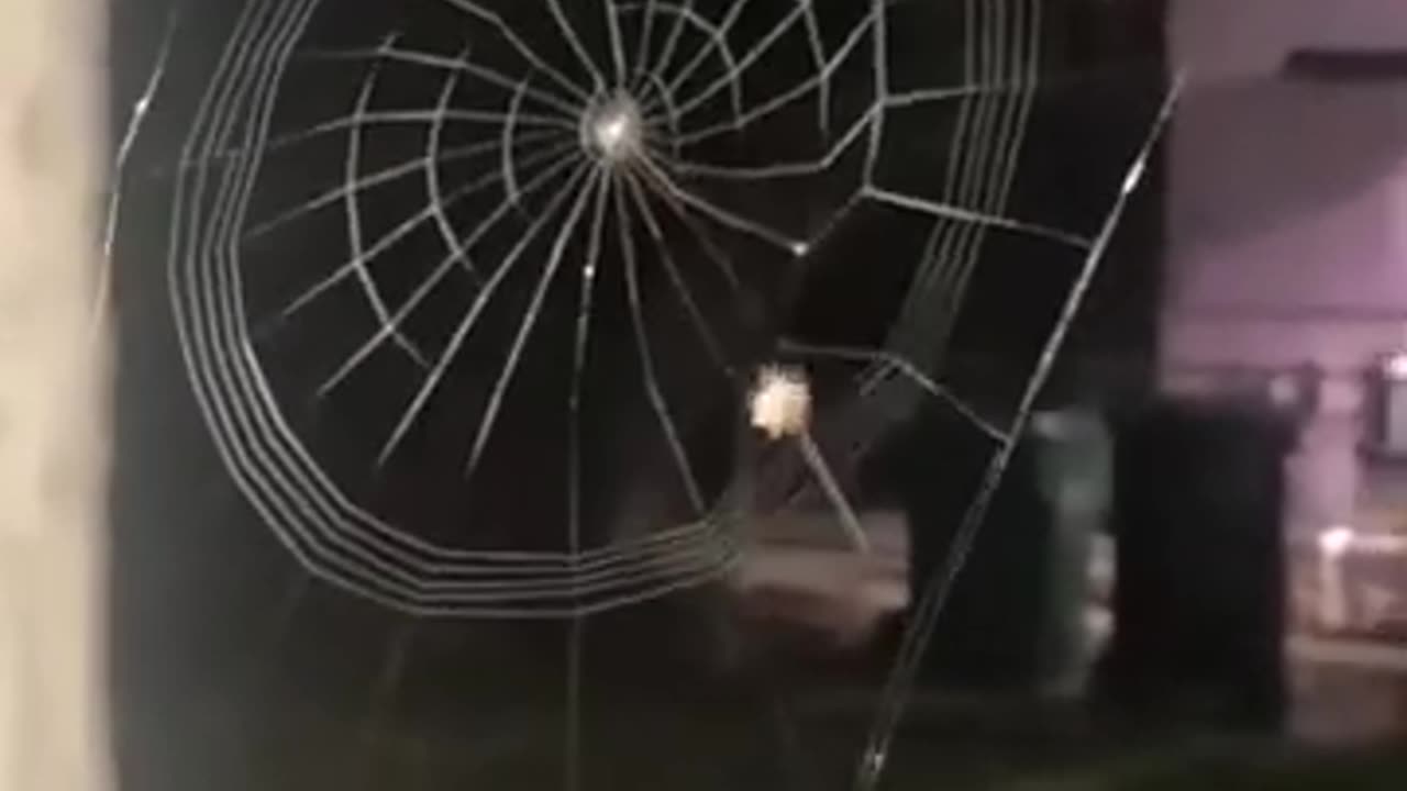 Spider's Perfection #shorts #viral #shortsvideo #video