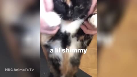 PLAYFUL CATS AND DOGS