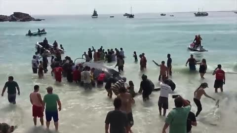 Beach Goers Rescue Whale