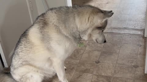 Husky Catches a Mouse