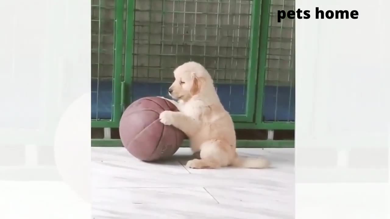 Funny animal videos|Cute animal videos |Funny dog&cat videos|Hilarious pet videos|funny video