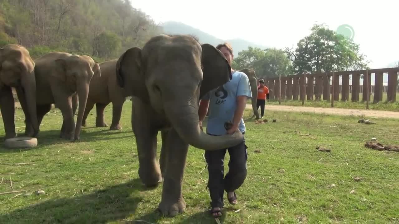 Elephant came to say hello - ElephantNews