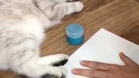 Cats and dogs _ cats meowing _ cats funny videos #shorts