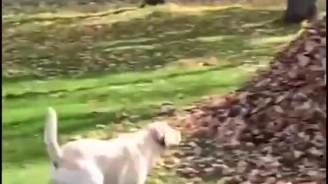 Super cute and funny Dogs 😂😂😂😂😂😂😂😂