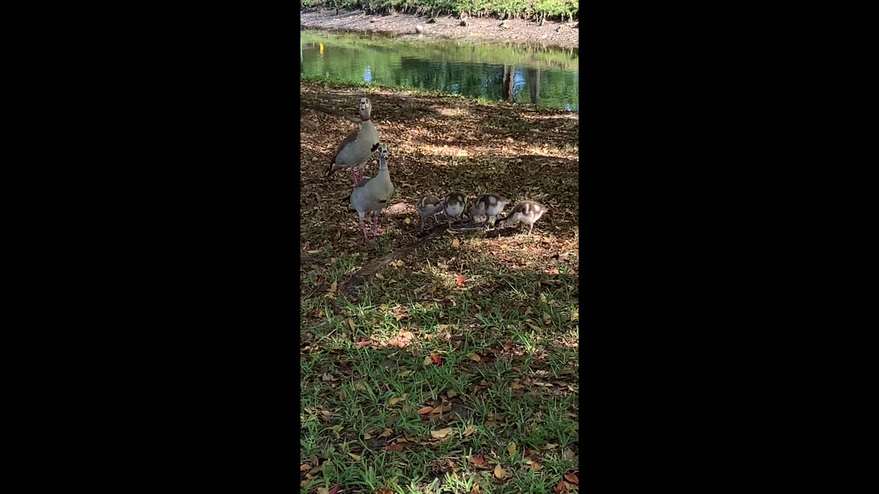 Short Feel Good Video of a Family of Egyptian Geese