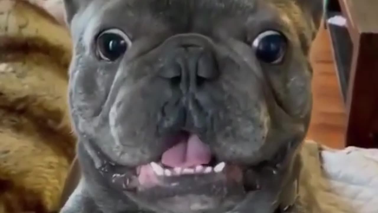 funny pets videos