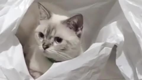 Funny Cat 😺😂 video