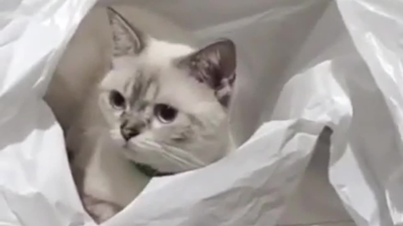 Funny Cat 😺😂 video