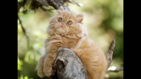 Beautiful pictures of kittens
