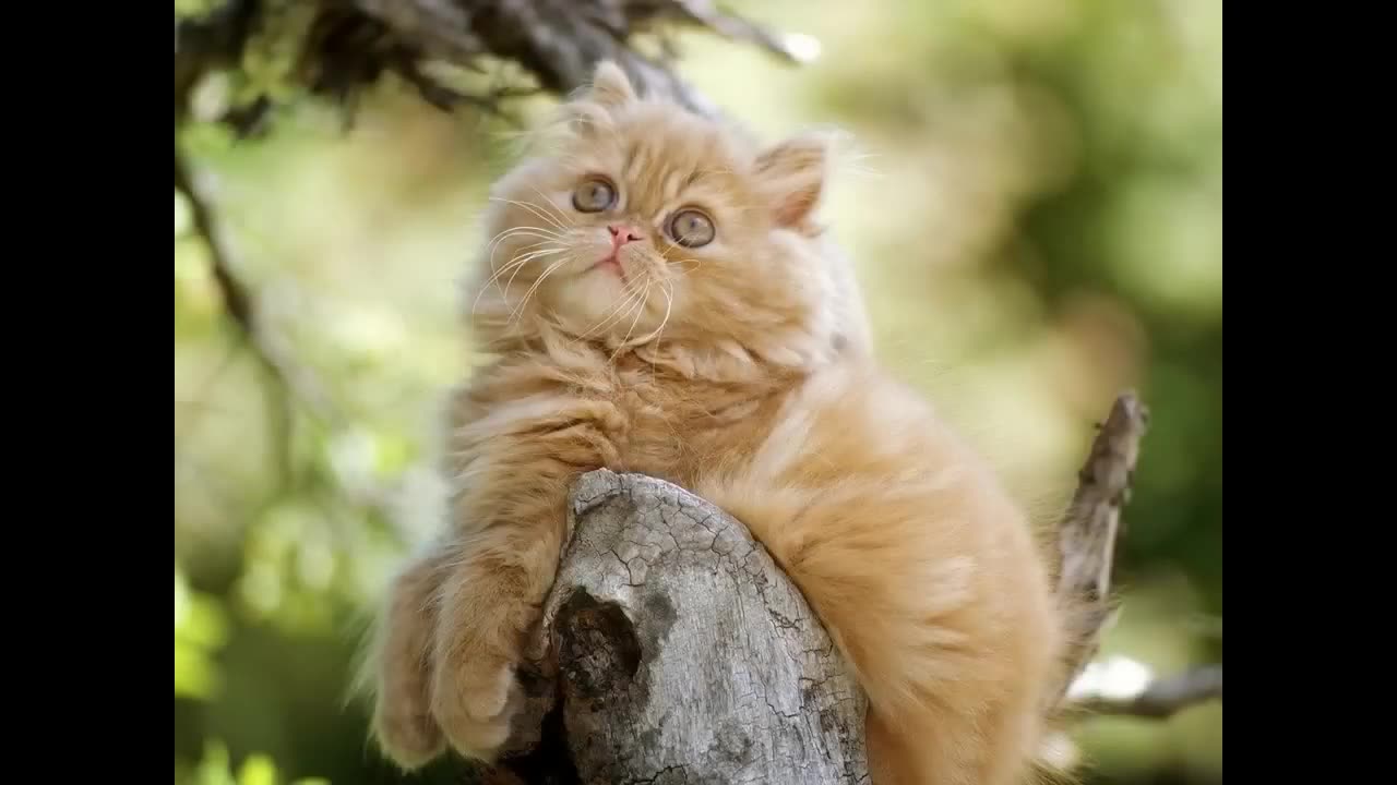Beautiful pictures of kittens