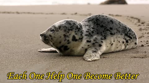 Cute Seal Relaxing on Beach