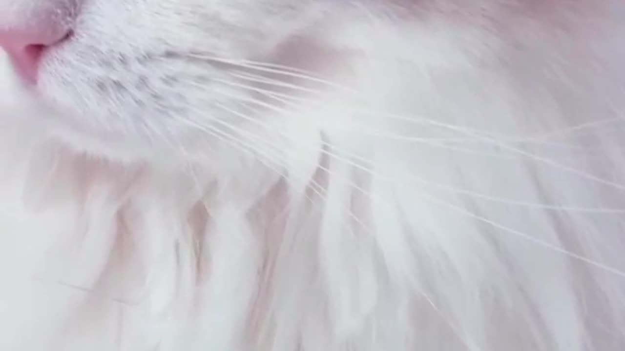 beautiful 🐈😍
