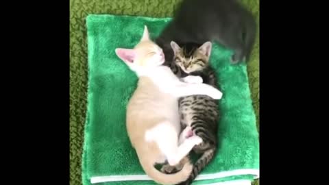 Cute Baby Animals