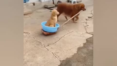 Funny animals videos