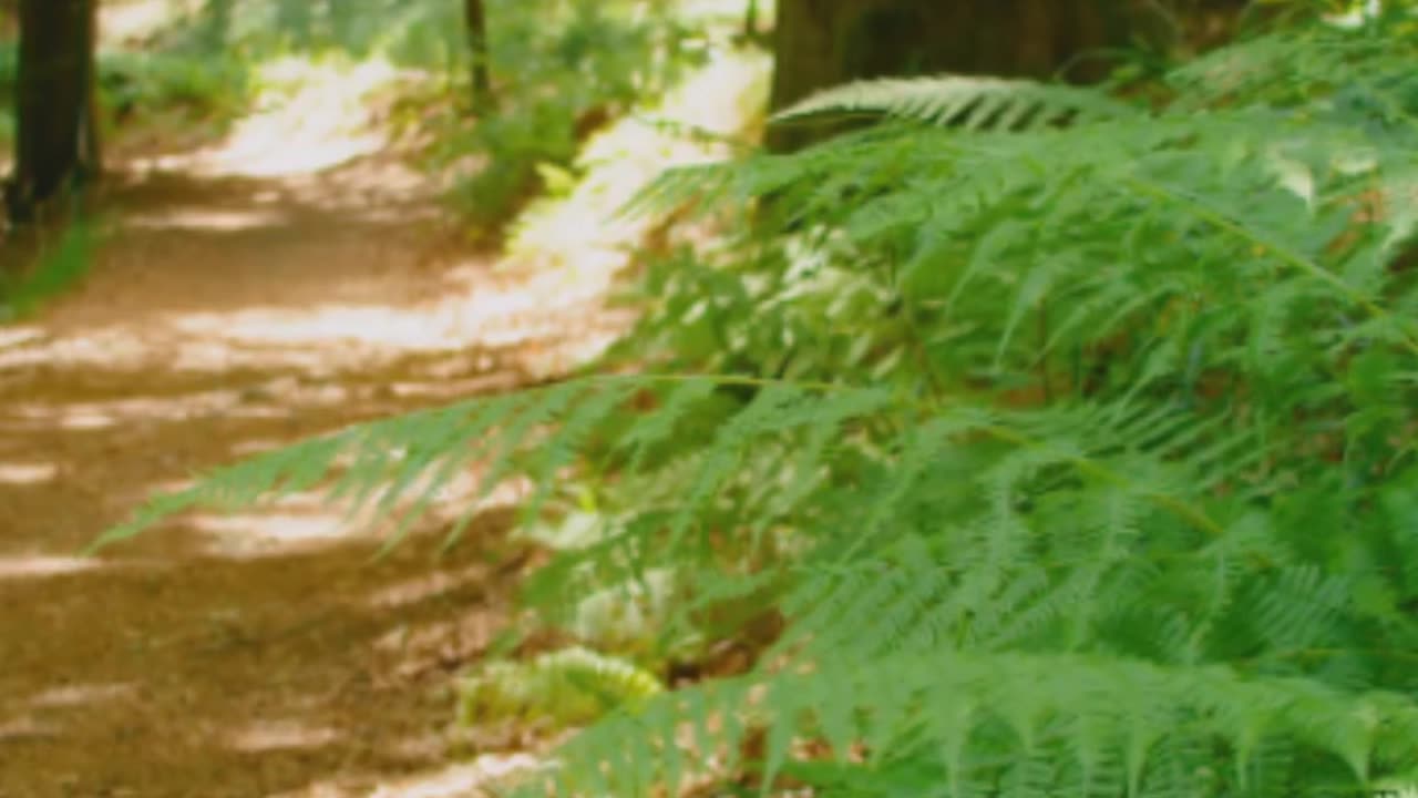 Melody of Nature: Birds and Waterfalls