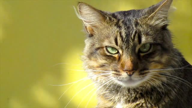 Cat eyes with beautiful sun rays