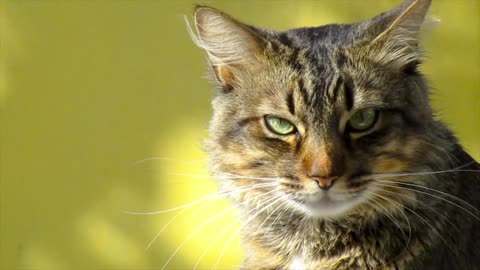 Cat eyes with beautiful sun rays