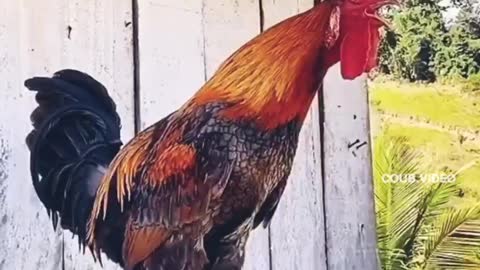 ♥️♥️♥️ YOUR WAKEUP CALL