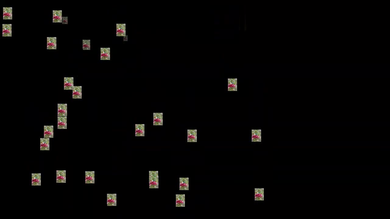 14 aug video