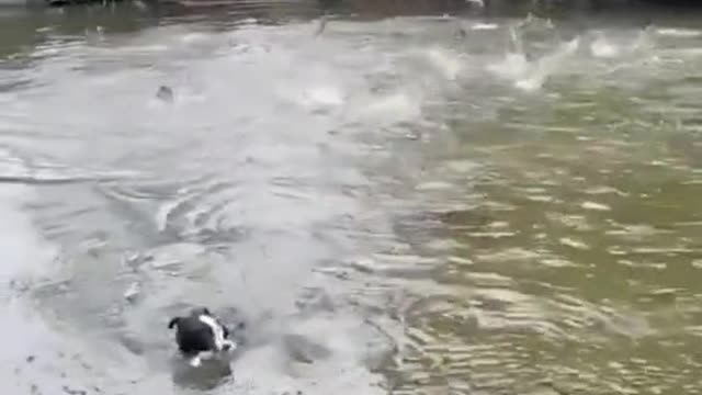 My god! Fish heaven. Dog's in heaven.❗❗❗