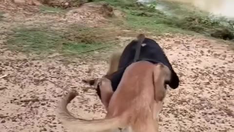 Funny Animal Videos