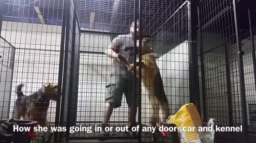 Train your Dog to Become Aggressive When Neccessary