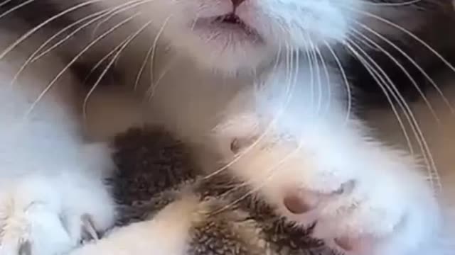 Adorable Sweet Kitten