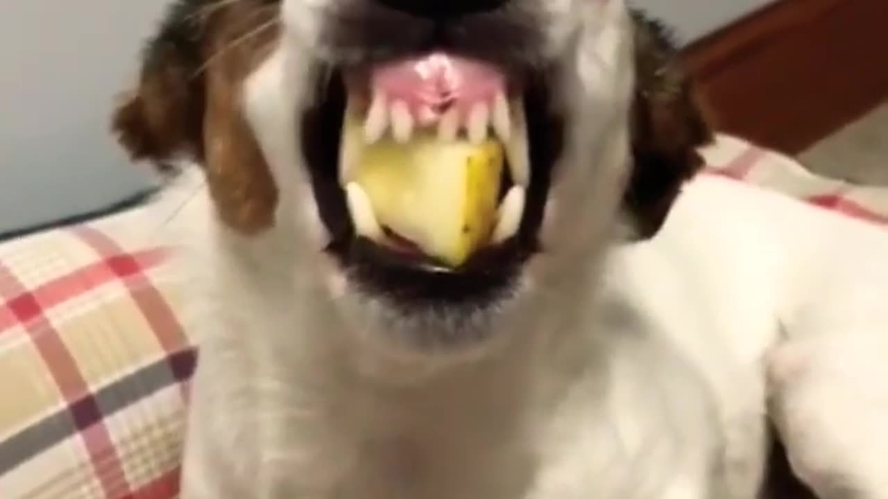 Angry dog video and funny