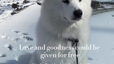 Another day of confession Samoyed jam