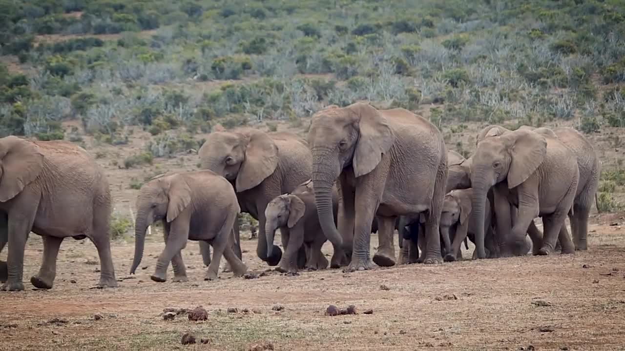 a herd of Elephants protecting their cubs