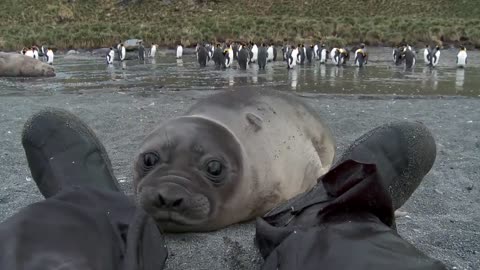 Curious Baby Seal Approaches Cameraman