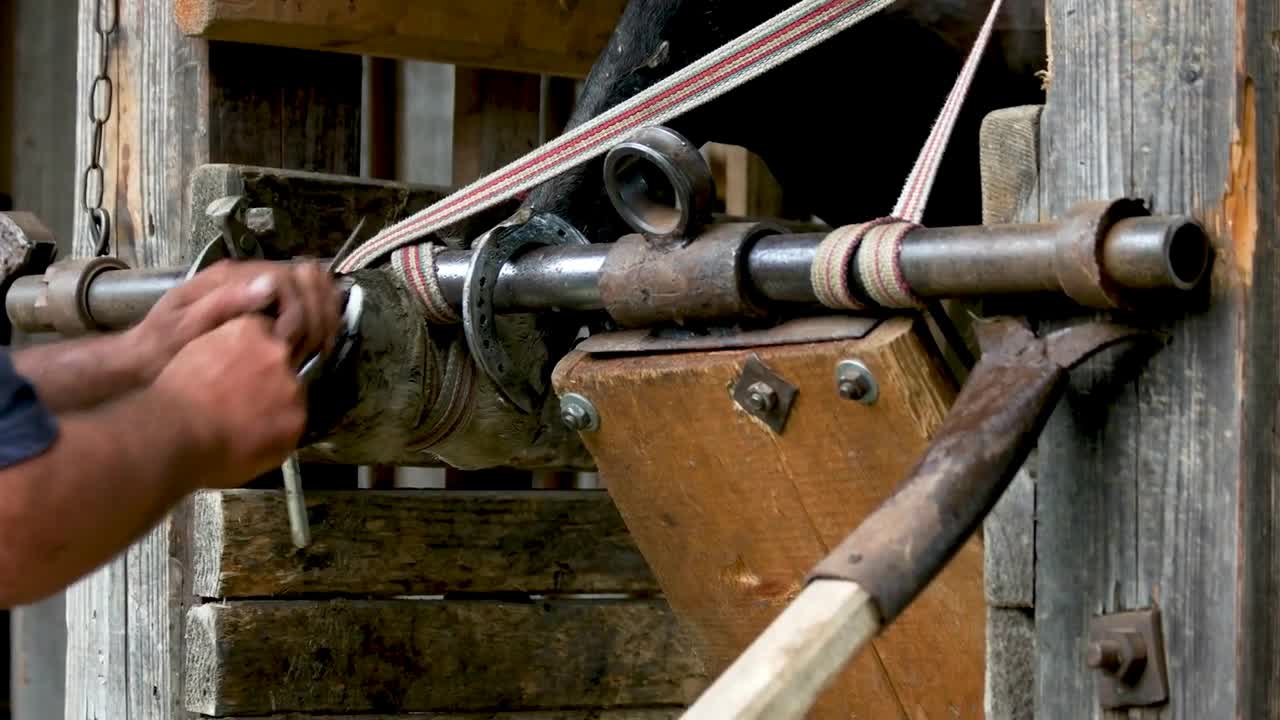 Blacksmith trimming horse hoof with a cutting knife