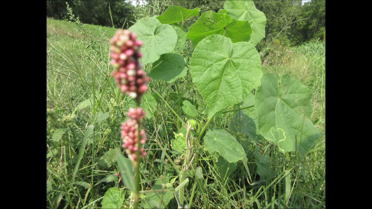 Spotted Along the Great Lakes Lady's Thumb Sept 2022