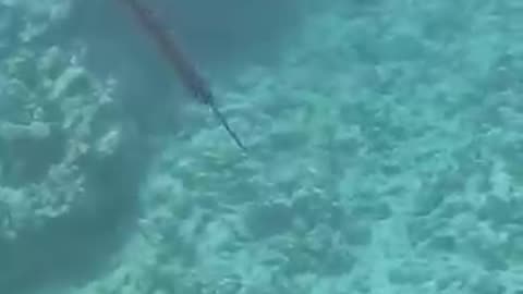 _fishing _fishingvideo..